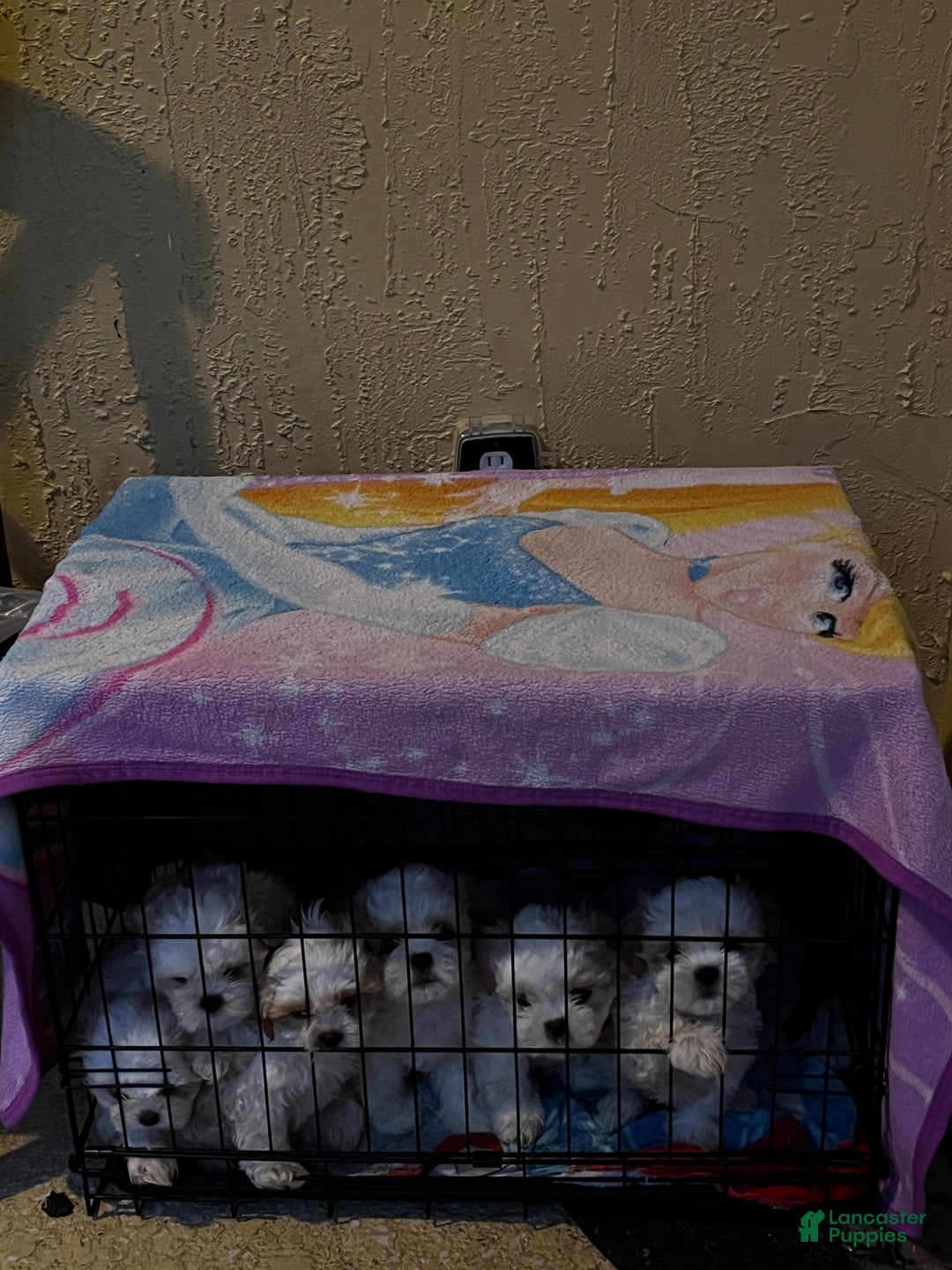 Shih Tzu dogs for sale: Daisy - Ad 9