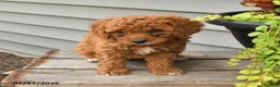 Cavapoo dogs for sale: Isabelle - Ad 2