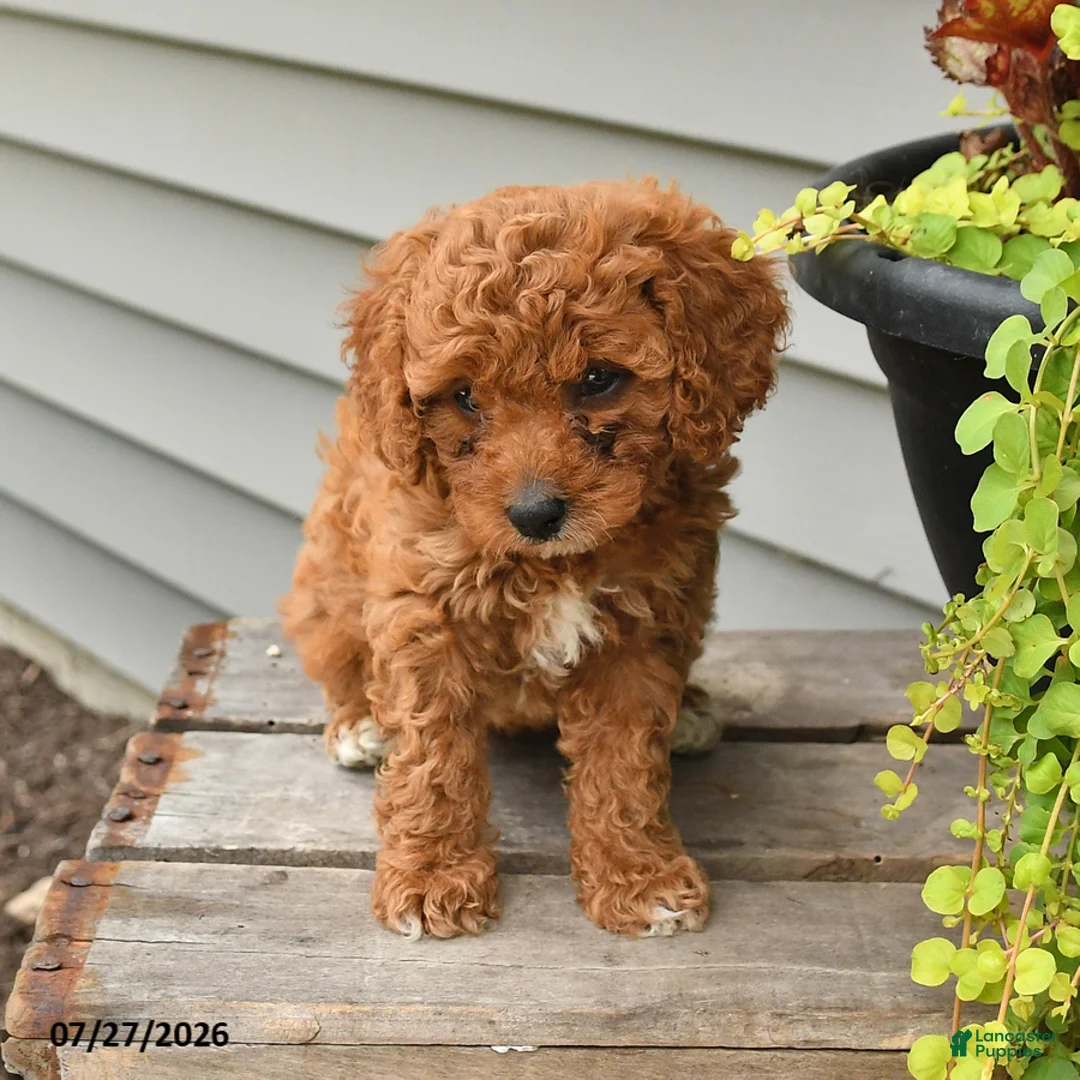 Cavapoo dogs for sale: Isabelle - Ad 2
