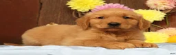 Golden Retriever dogs for sale: Hudson - Ad 8