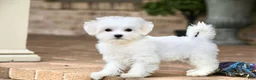 Teddy Bear dogs for sale: Savannah - Ad 4