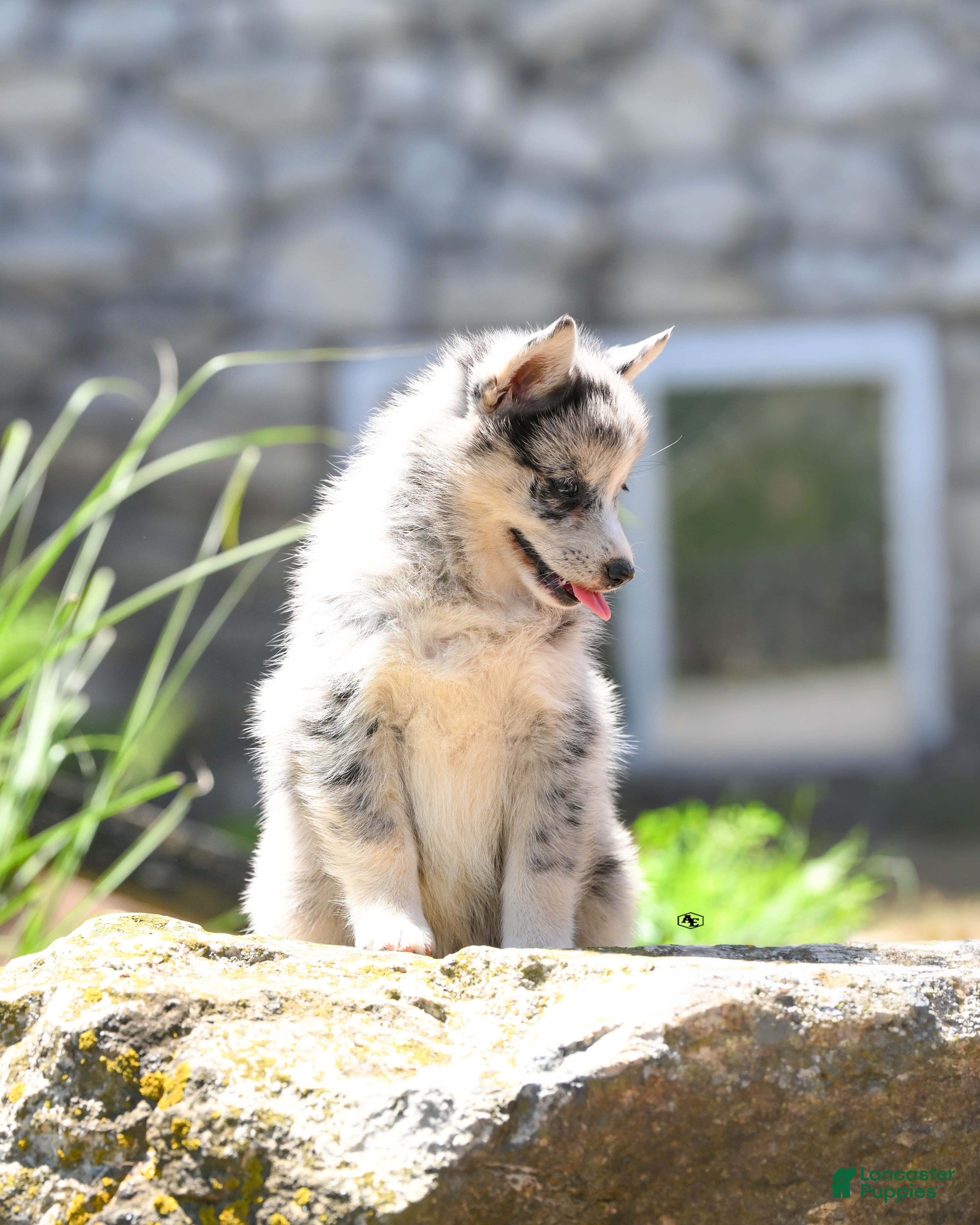 Pomsky dogs Fluffy  - Ad 2