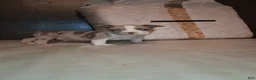 American Bully dogs for sale: American Bully 5 - Ad 2