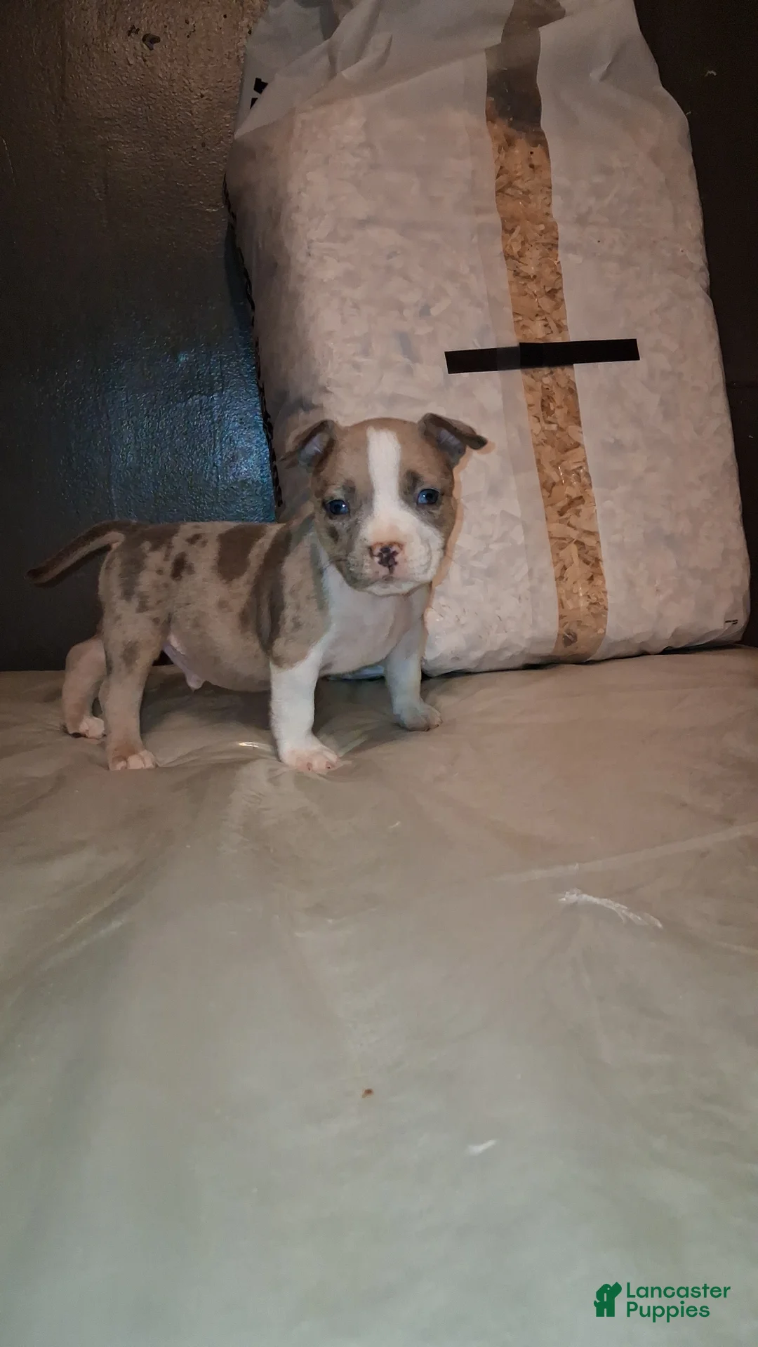 American Bully dogs for sale: American Bully 5 - Ad 2