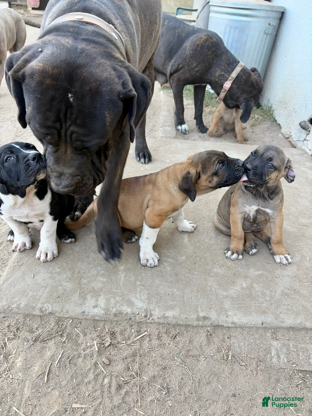 Cane Corso dogs for sale: Cane Corso Puppy 6 - Ad 2