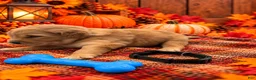 Golden Retriever dogs for sale: Micah - Black Collar - Ad 2