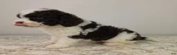 Mini Sheepadoodle dogs for sale: Nutella - Ad 3