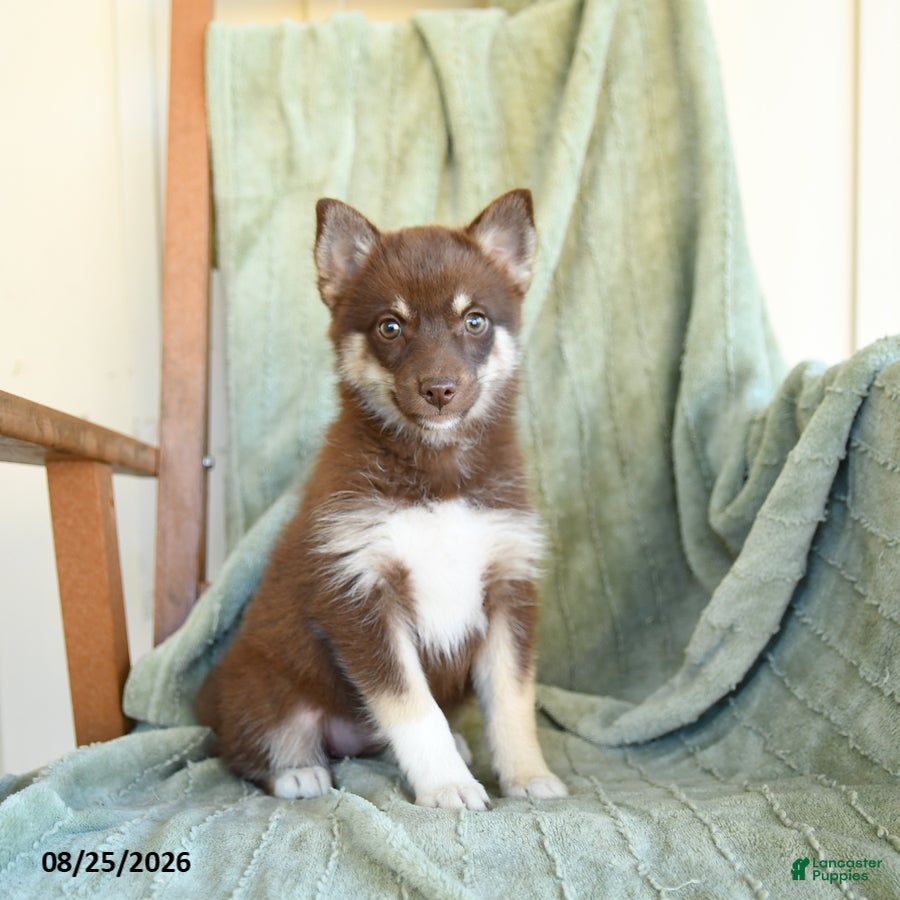 Pomsky dogs Breeze - Ad 1