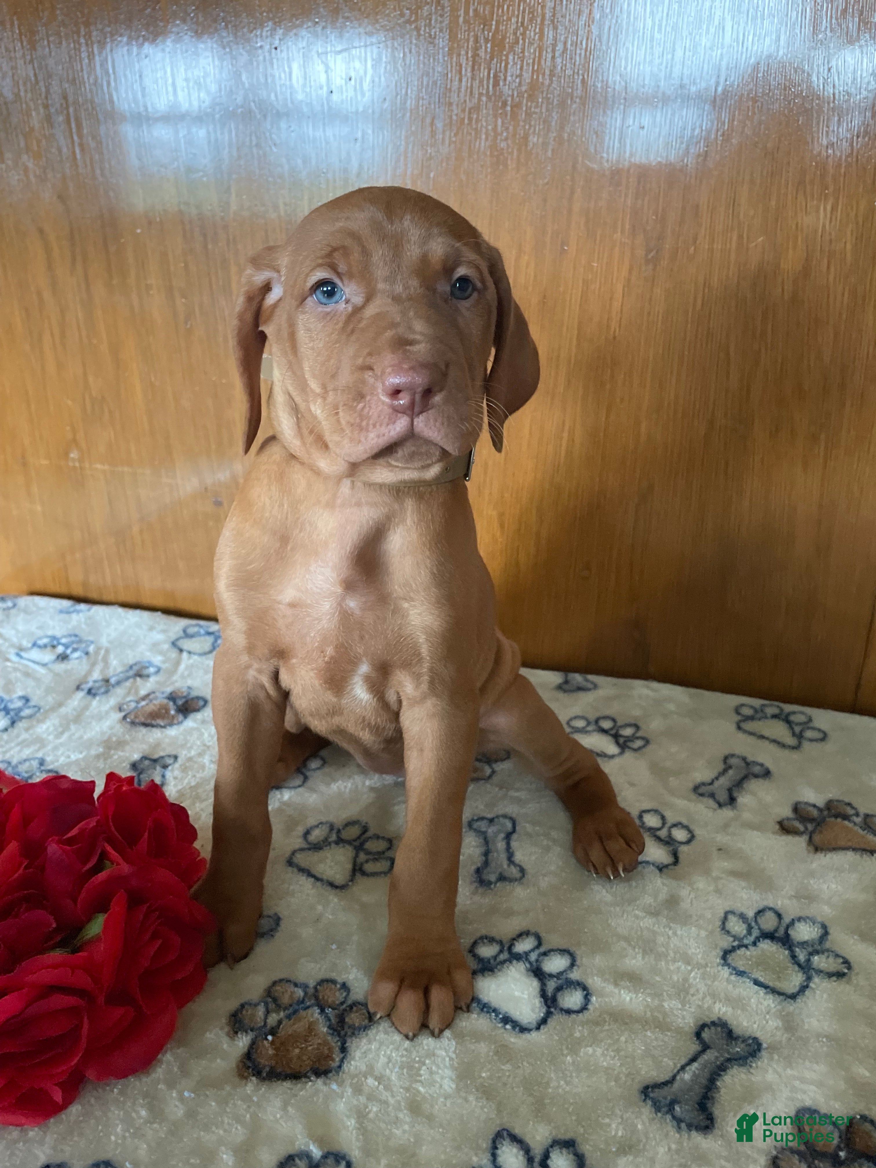 Vizsla dogs Eden - Ad 15