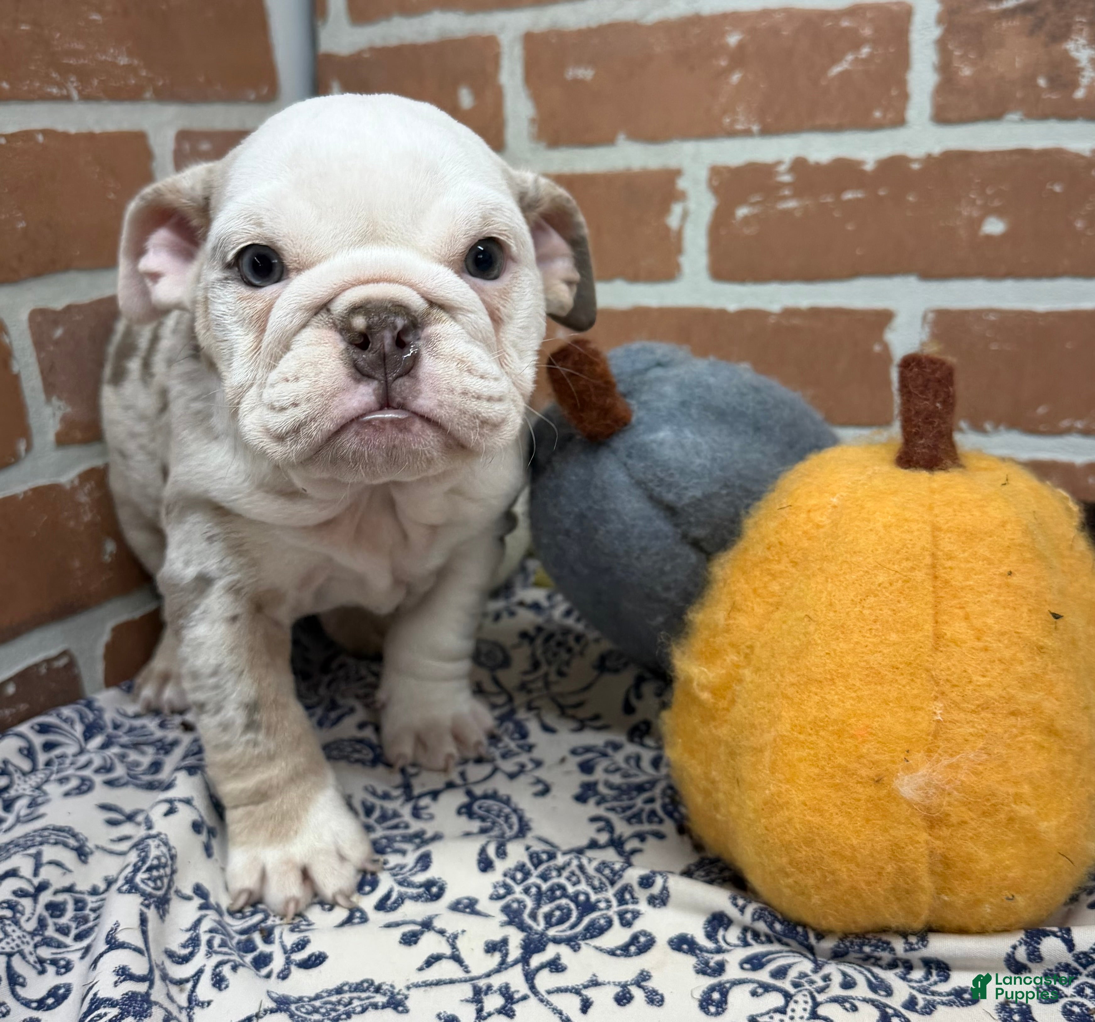 English Bulldog dogs Eden - Ad 2