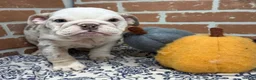 English Bulldog dogs for sale: Eden - Ad 2