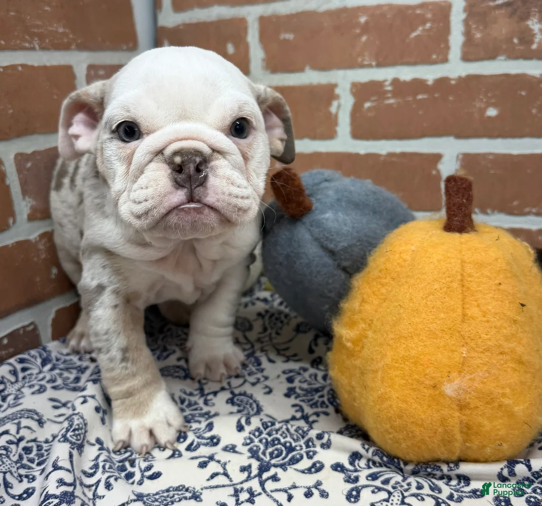 English Bulldog dogs for sale: Eden - Ad 2