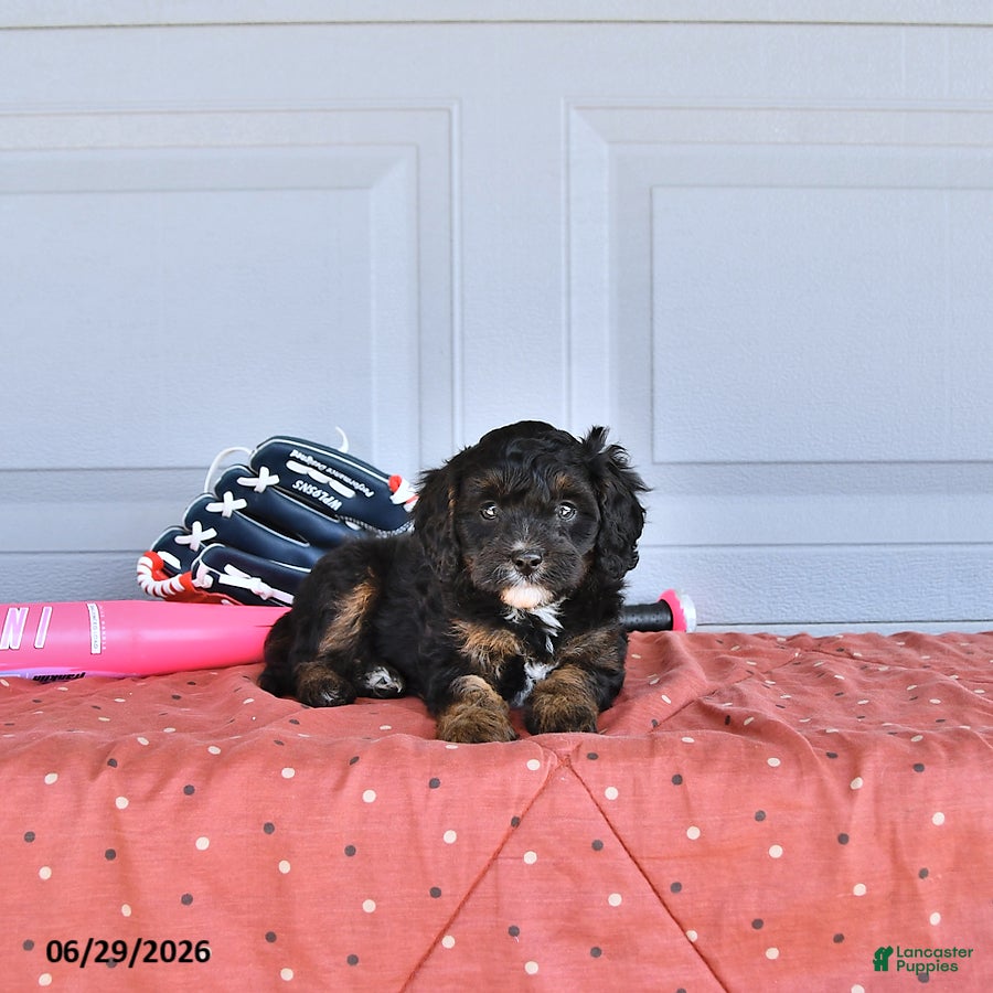 Mixed Breed dogs Blaze - Ad 1
