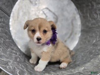 Welsh Corgi Pembroke dogs - Ad 14