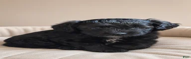 Raven