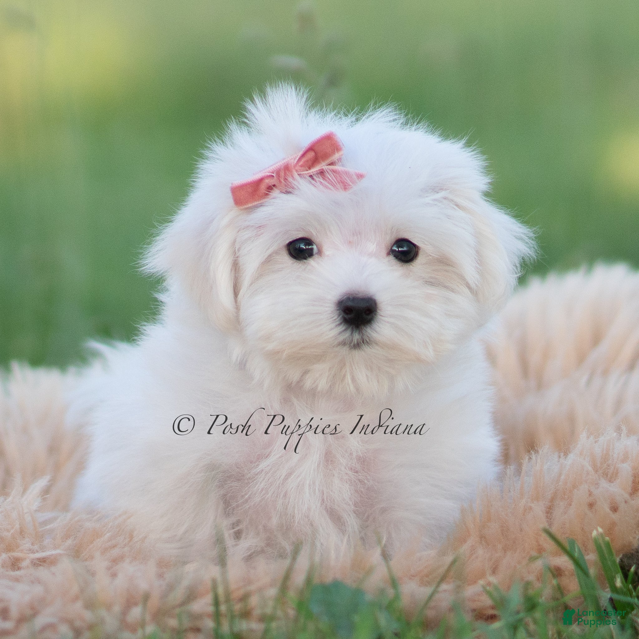 Maltese dogs Pinkie - Ad 38