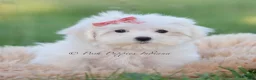 Maltese dogs for sale: Pinkie - Ad 1