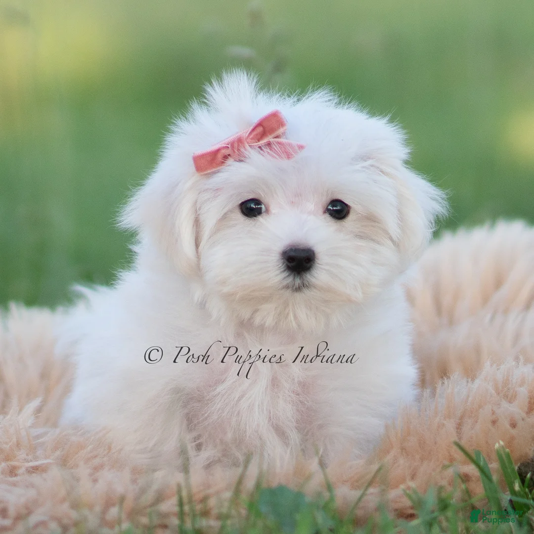 Maltese dogs for sale: Pinkie - Ad 1