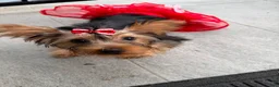 Yorkshire Terrier dogs for sale: Buttercup - Ad 4