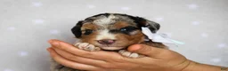 Mini Bernedoodle dogs for sale: Zaylor - Ad 2