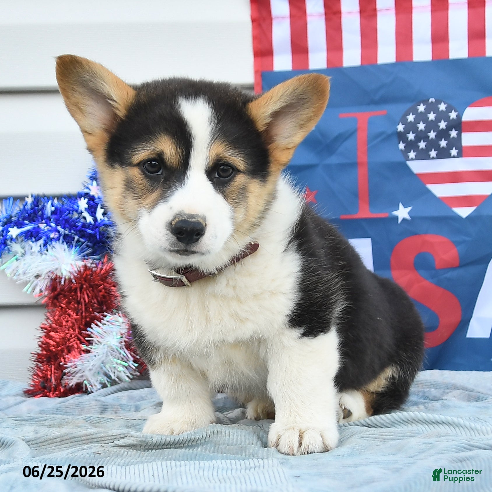 Welsh Corgi Pembroke dogs Thomas Jefferson - Ad 2