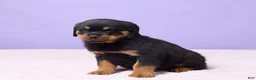 Rottweiler dogs for sale: Igor - Ad 2