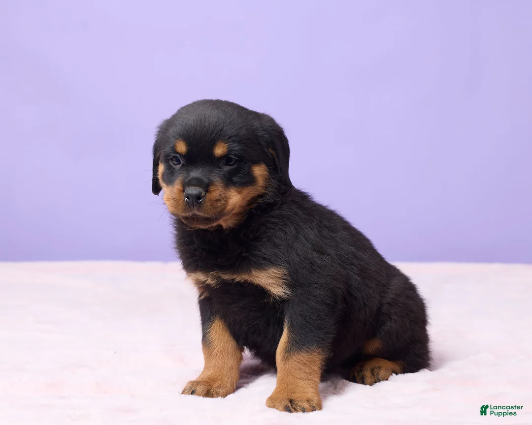 Rottweiler dogs for sale: Igor - Ad 2