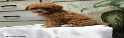 Shihpoo dogs for sale: Harper - Ad 3