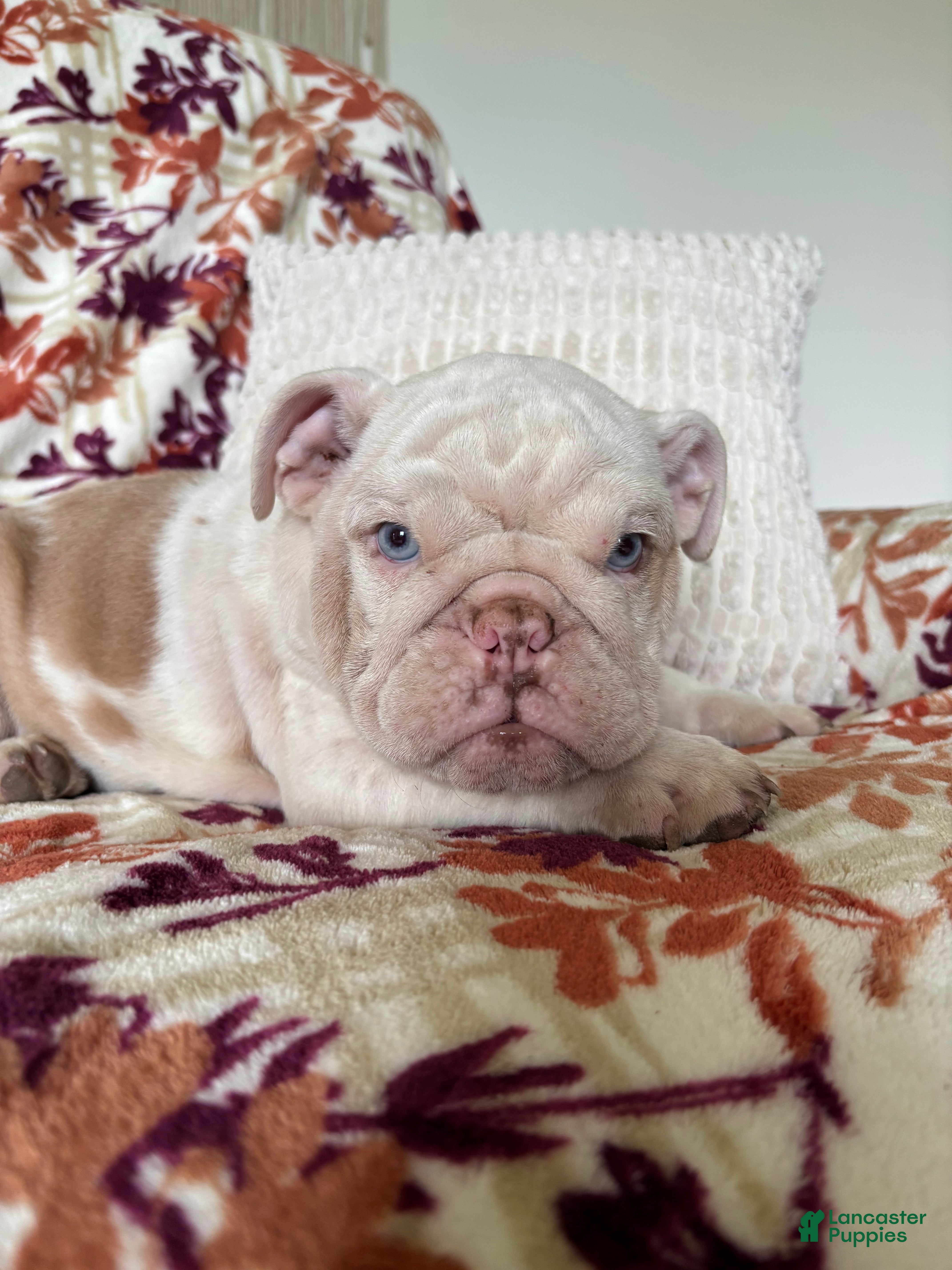 English Bulldog dogs English Bulldog 2 - Ad 2