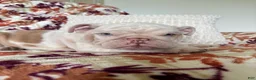 English Bulldog dogs for sale: English Bulldog 2 - Ad 2