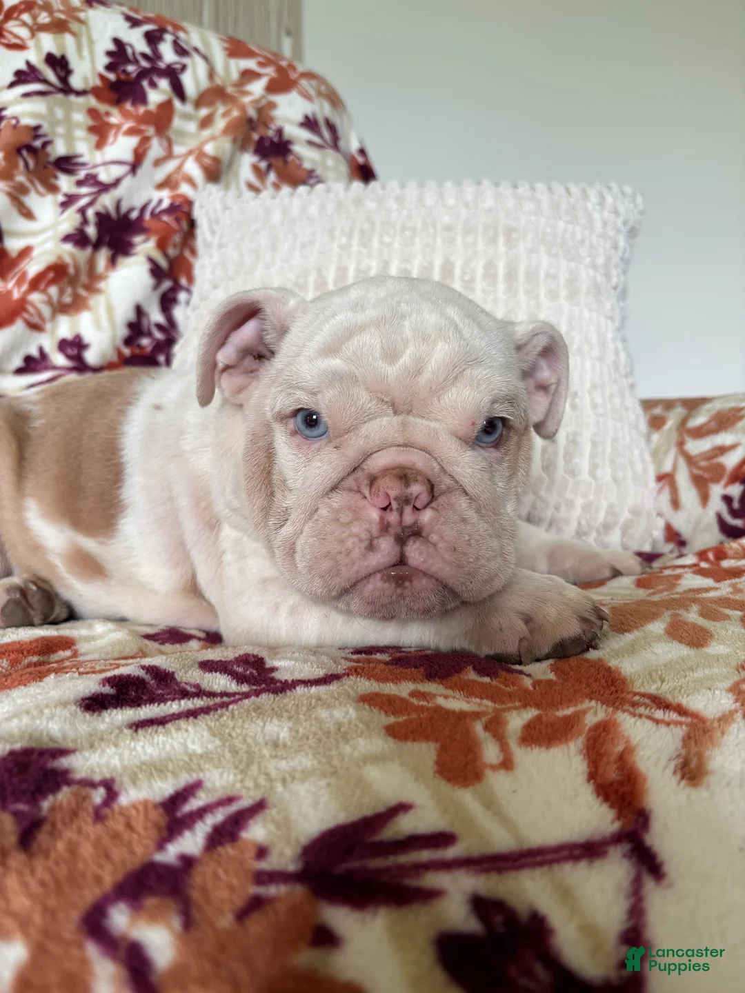 English Bulldog dogs for sale: English Bulldog 2 - Ad 2