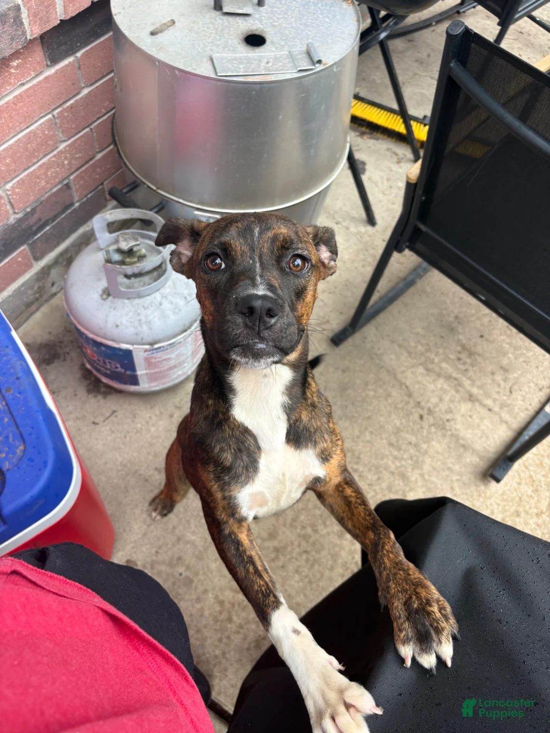 Mixed Breed dogs for sale: Mixed Breed 1 - Ad 3