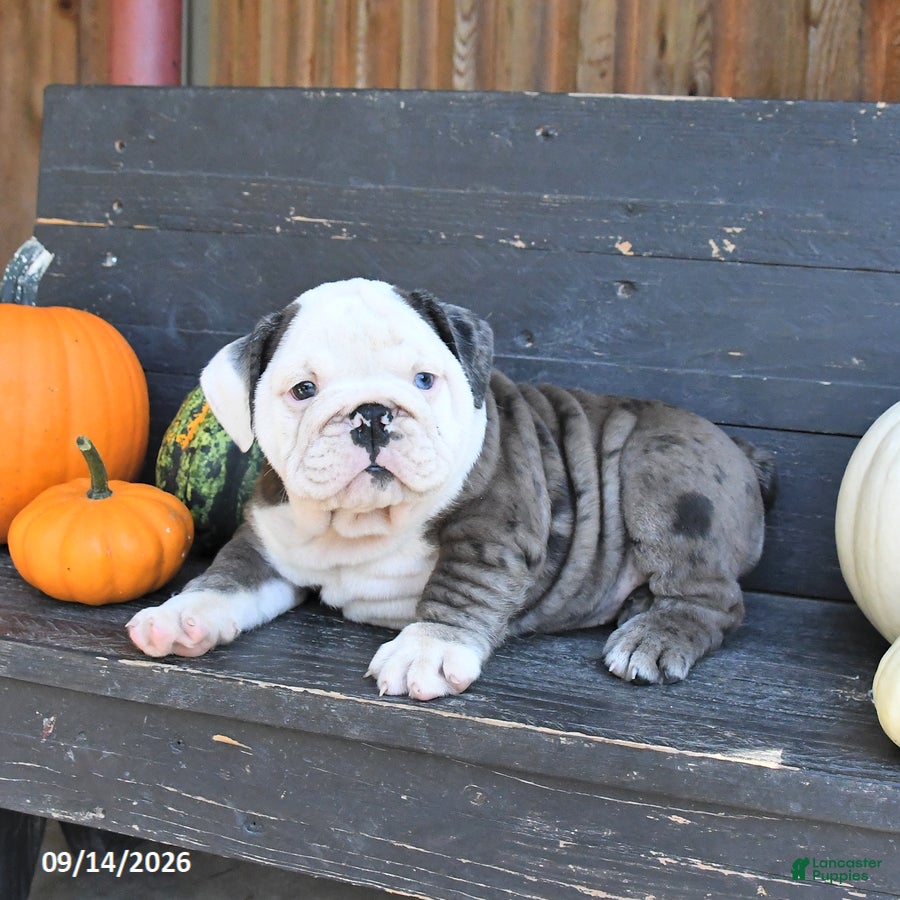 English Bulldog dogs Jill - Ad 1