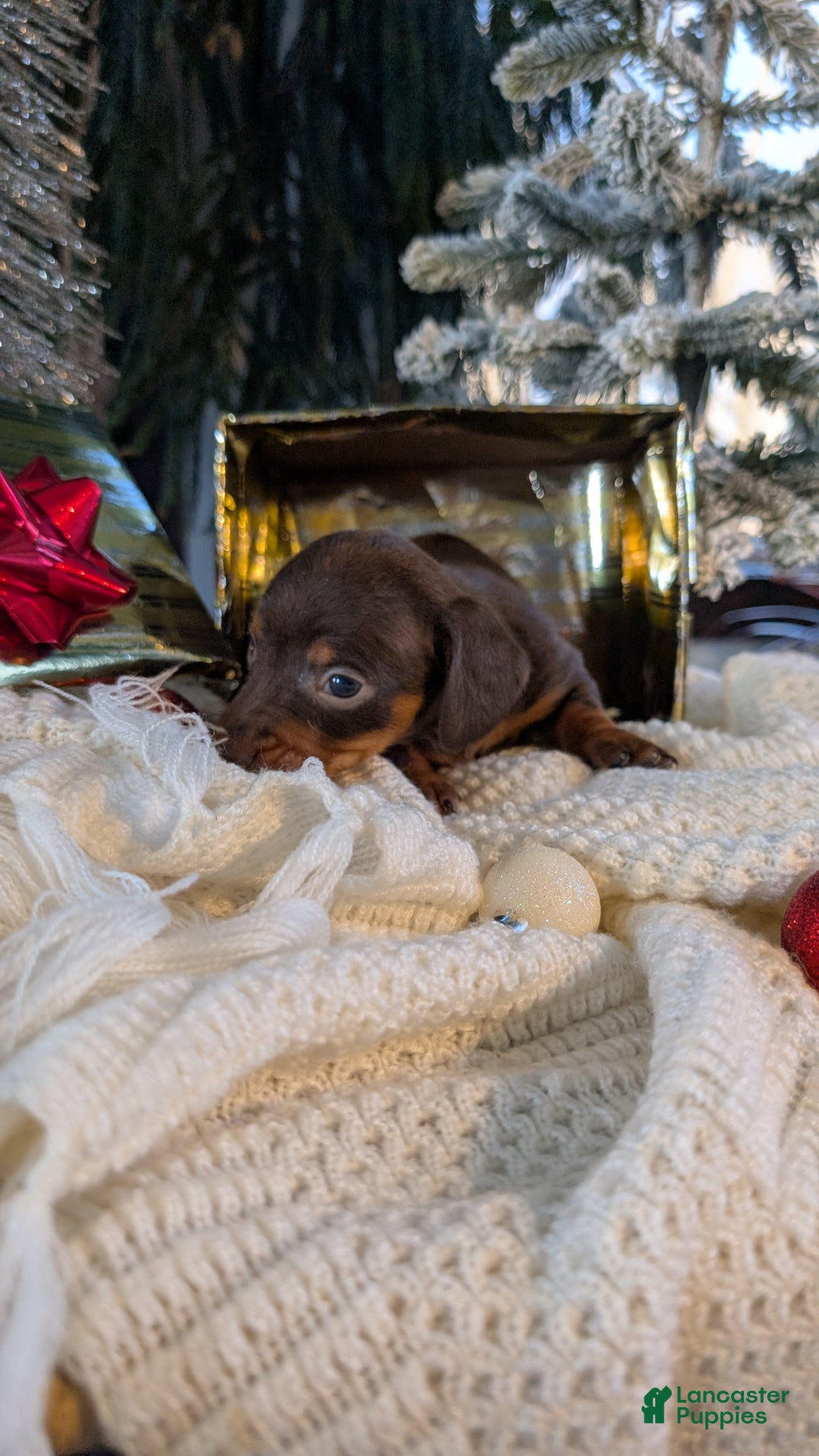 Miniature Dachshund dogs for sale: Flint - Ad 13