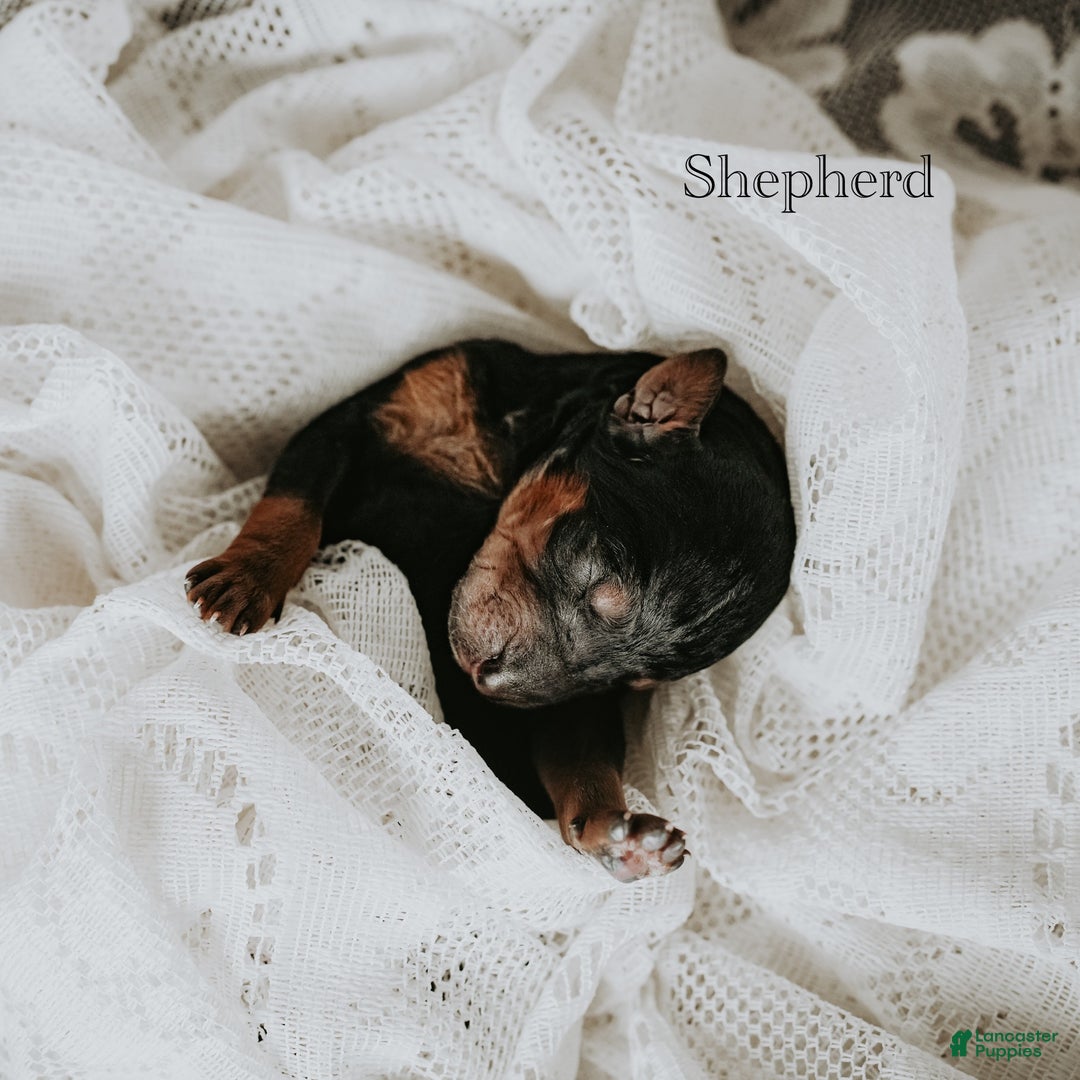 Standard Poodle dogs for sale: Shepherd - Ad 3