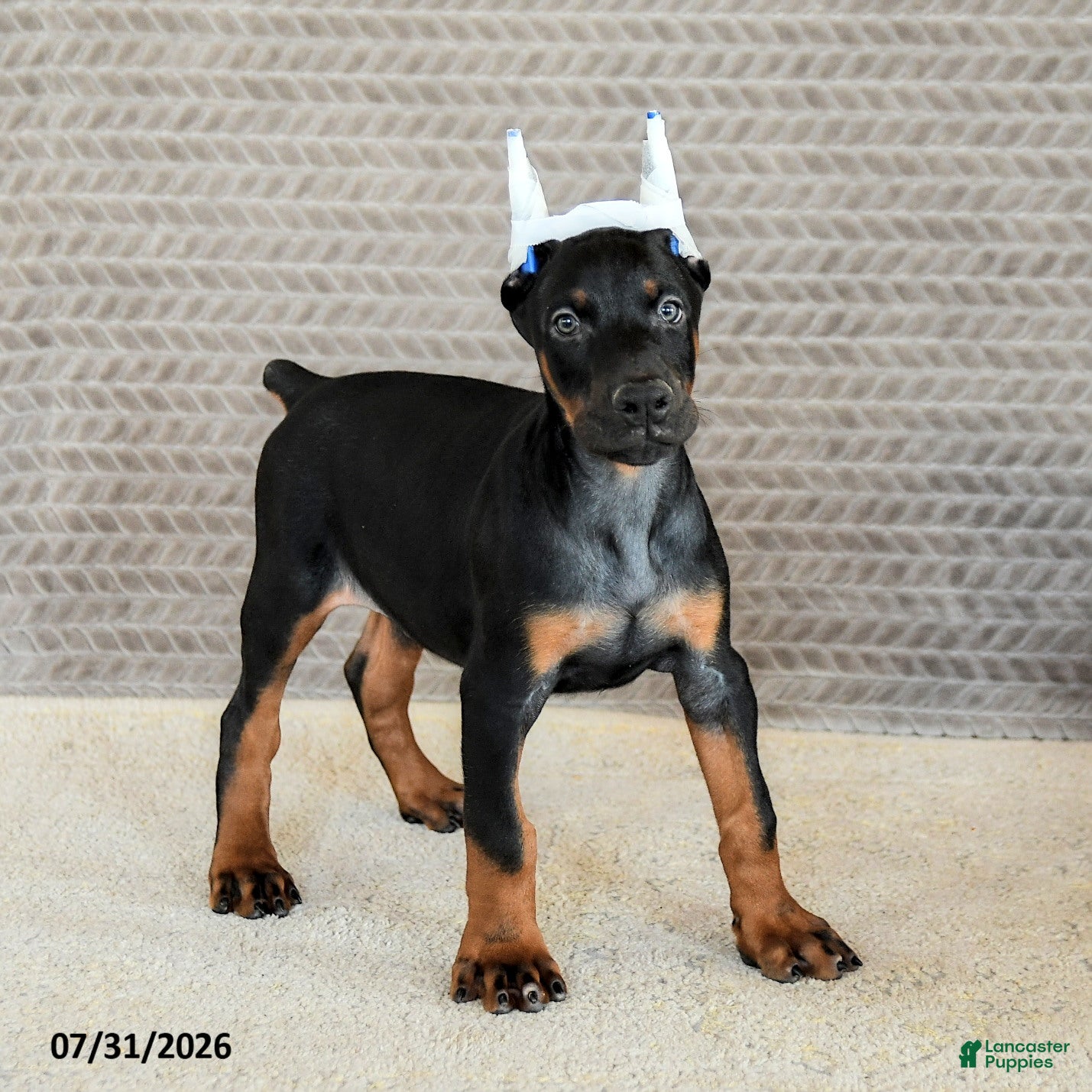 Doberman Pinscher dogs Achilles - Ad 1