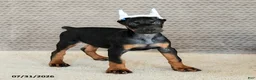 Doberman Pinscher dogs for sale: Achilles - Ad 1