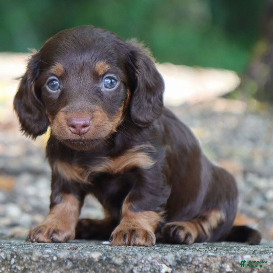 Dachshund dogs for sale: Tasha - Ad 1