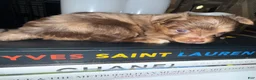 Yorkshire Terrier dogs for sale: Simba - Ad 2