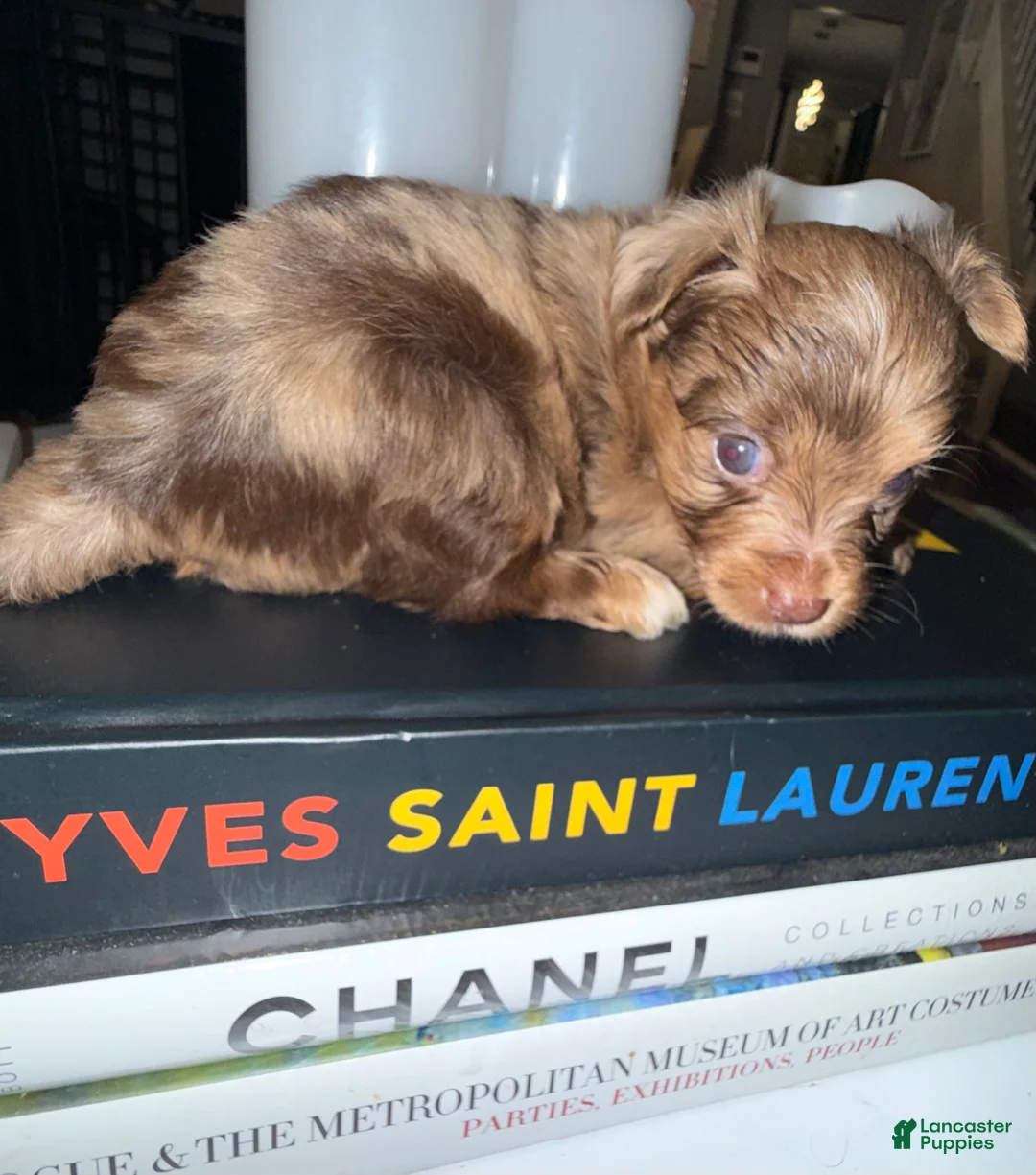 Yorkshire Terrier dogs for sale: Simba - Ad 2