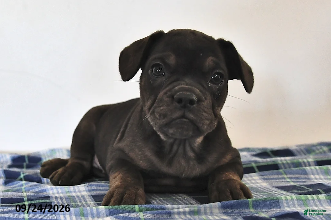 Mixed Breed dogs for sale: Lola - Ad 2