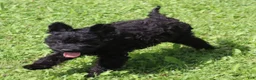 Mini Goldendoodle dogs for sale: Flora - Ad 3