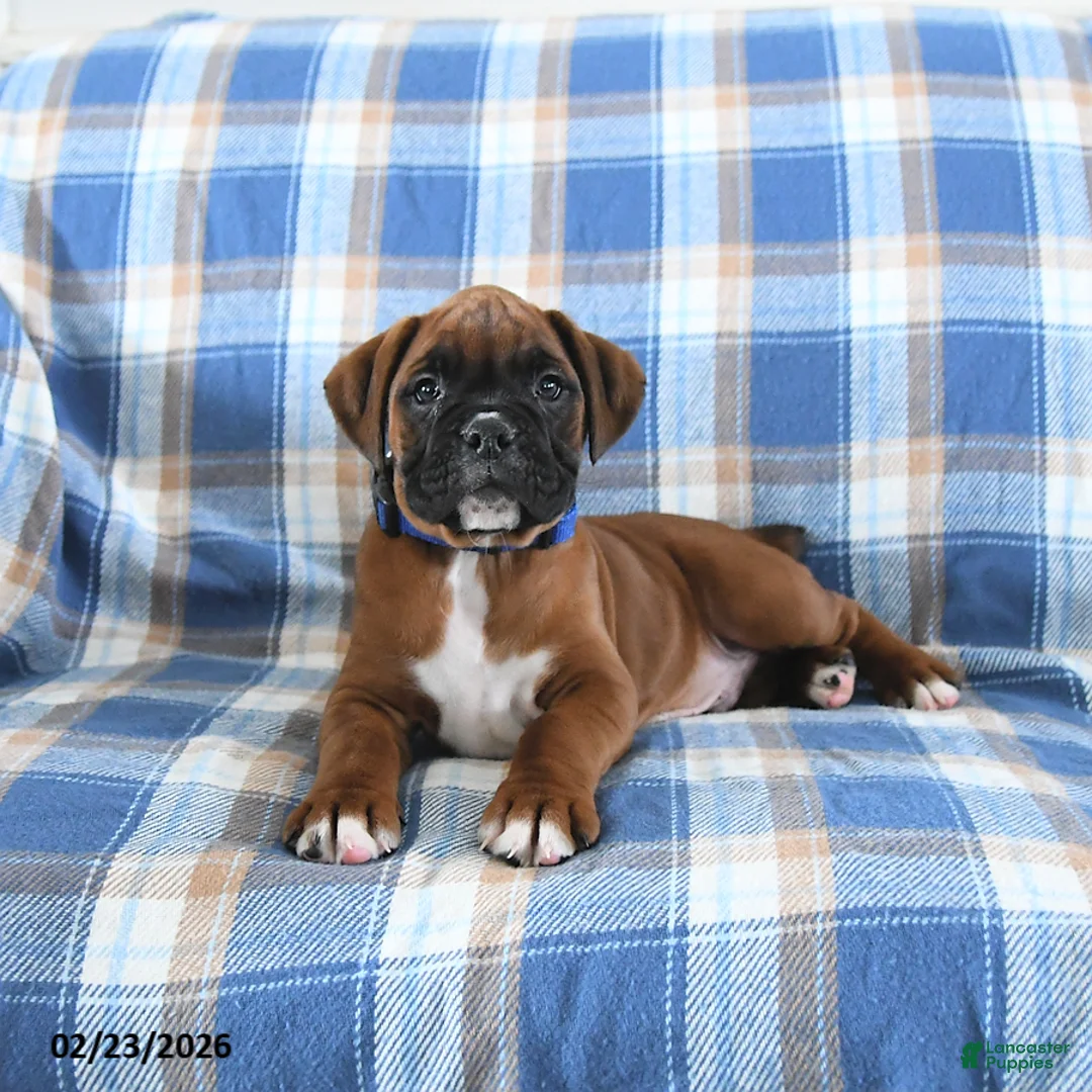 Boxer dogs for sale: Chocolate - Ad 2