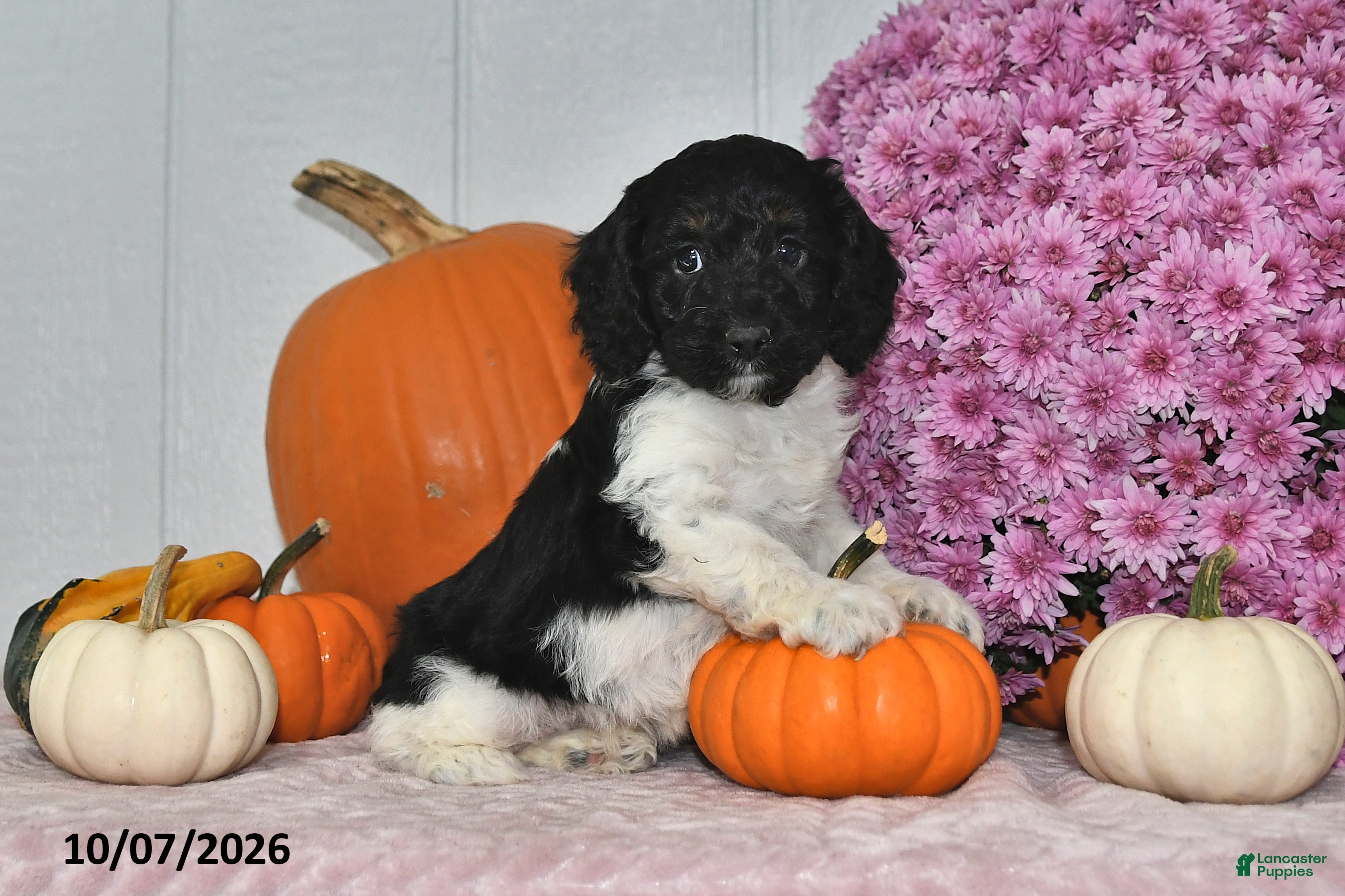 Cockapoo dogs Oreo - Ad 1