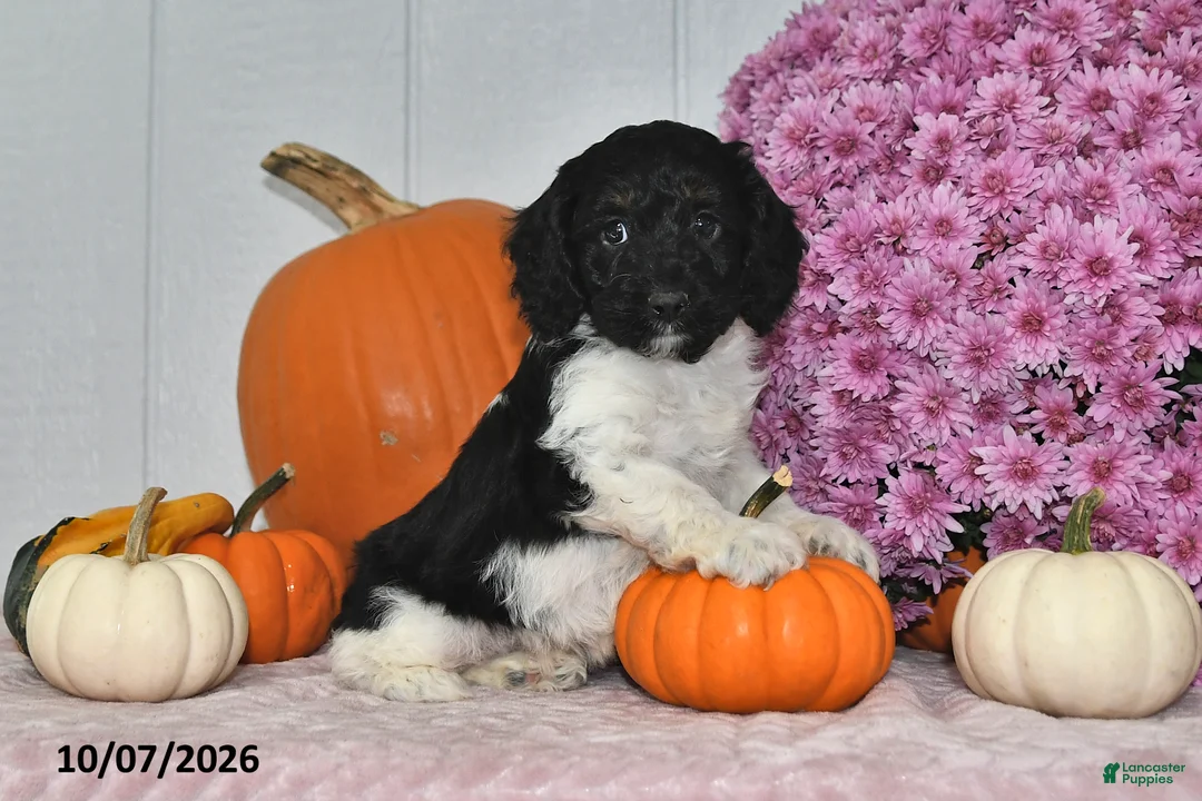 Cockapoo dogs for sale: Oreo - Ad 1
