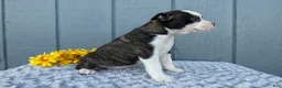 Mixed Breed dogs for sale: Sadie - Ad 2