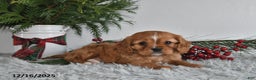 Cavalier King Charles Spaniel dogs for sale: Rudolph - Ad 2