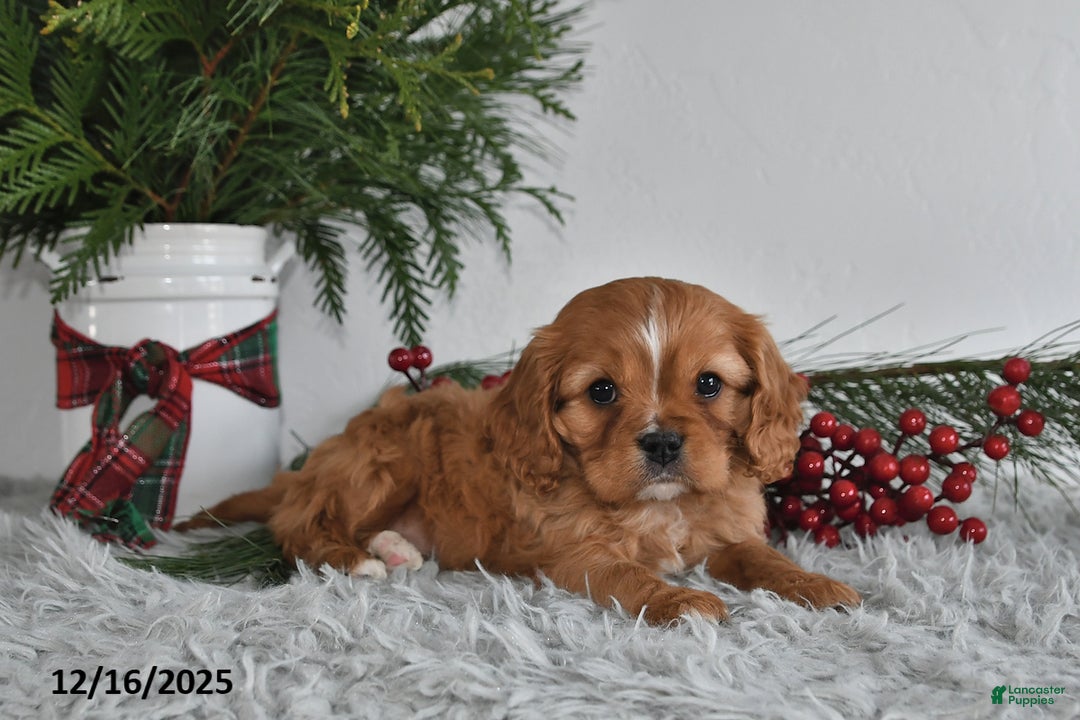 Cavalier King Charles Spaniel dogs for sale: Rudolph - Ad 2