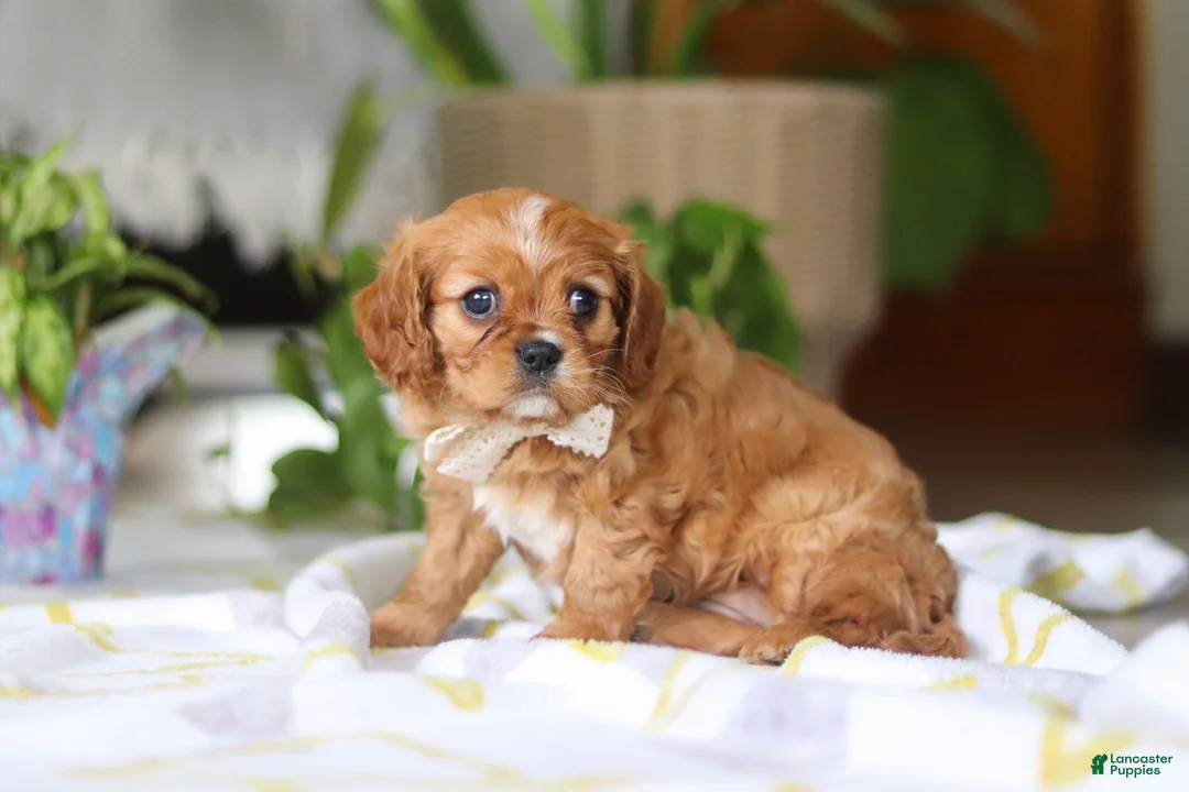Cavalier King Charles Spaniel dogs for sale: Daisy - Ad 2