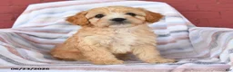 Cavapoo dogs for sale: Cookie - Ad 4